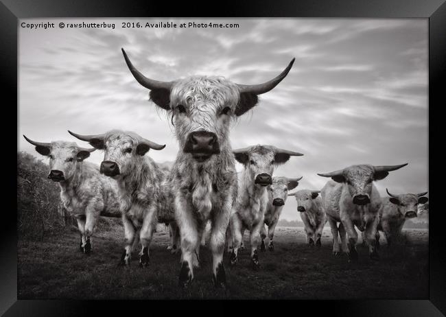 Highland Cattle Mixed Breed Mono Framed Print by rawshutterbug 