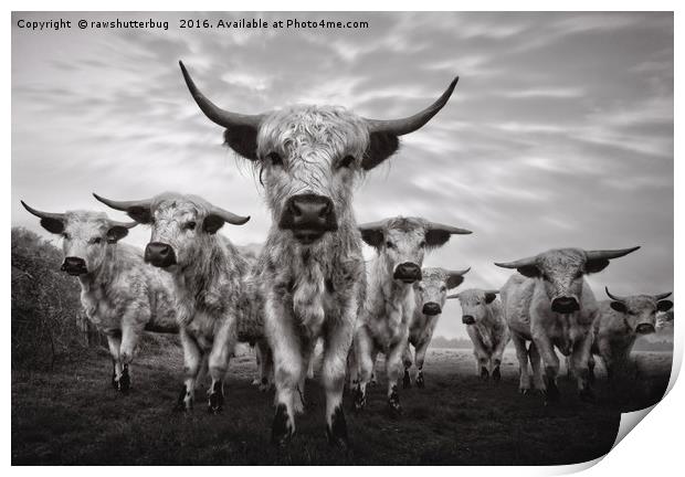 Highland Cattle Mixed Breed Mono Print by rawshutterbug 