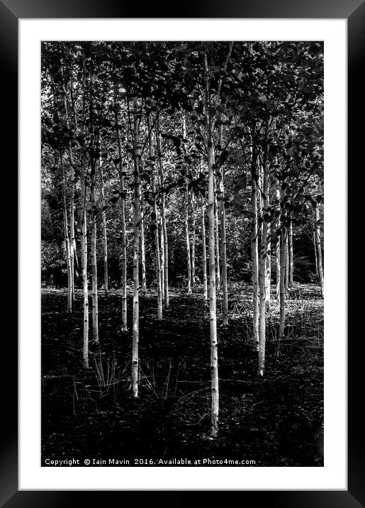 Silver Birches Framed Mounted Print by Iain Mavin
