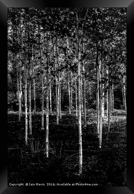 Silver Birches Framed Print by Iain Mavin