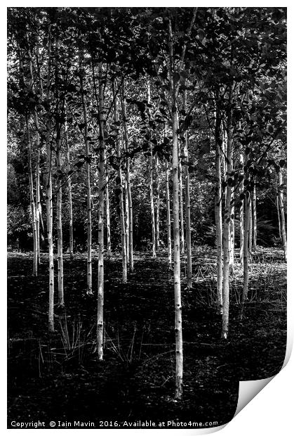 Silver Birches Print by Iain Mavin