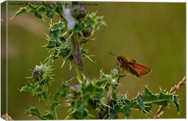 Butterfly on thistle Canvas Print by Jim Jones