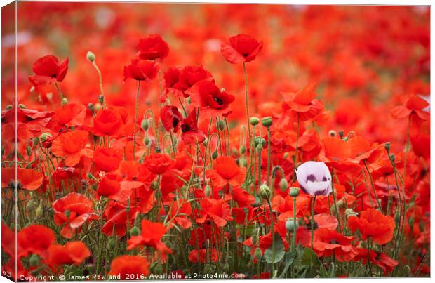 A Mass of Poppies Canvas Print by James Rowland