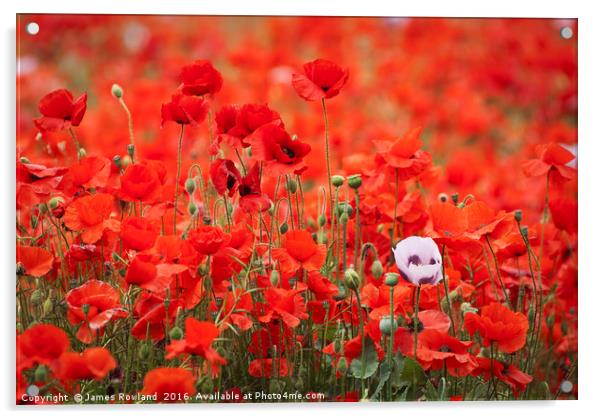 A Mass of Poppies Acrylic by James Rowland