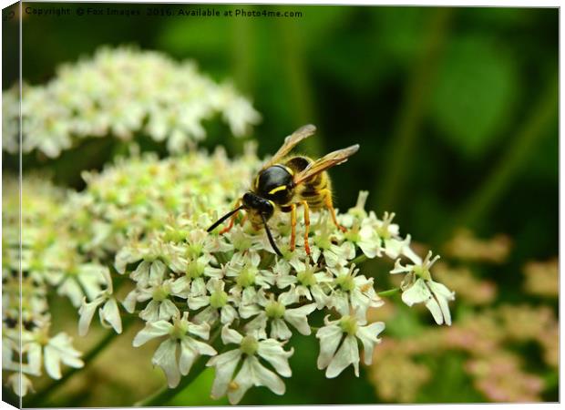 Wasp on the flower Canvas Print by Derrick Fox Lomax