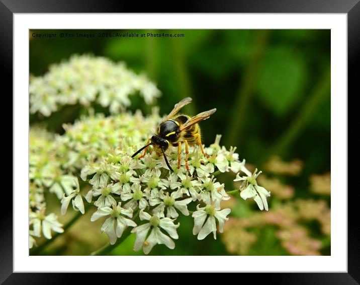 Wasp on the flower Framed Mounted Print by Derrick Fox Lomax