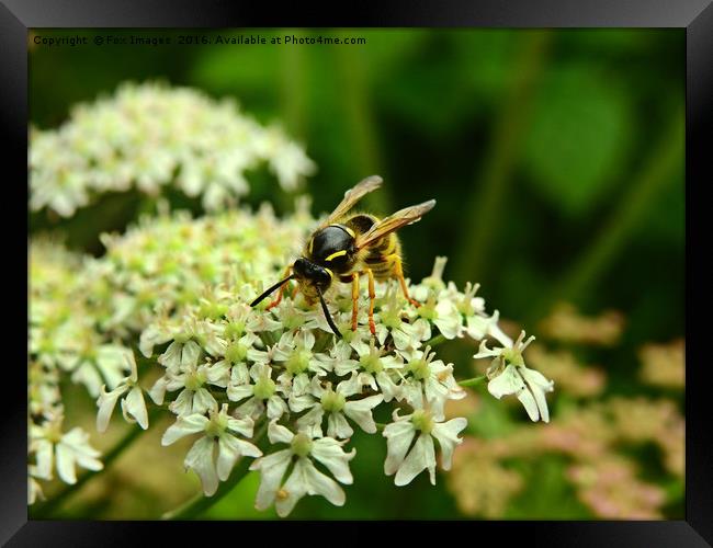 Wasp on the flower Framed Print by Derrick Fox Lomax