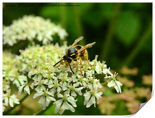 Wasp on the flower Print by Derrick Fox Lomax