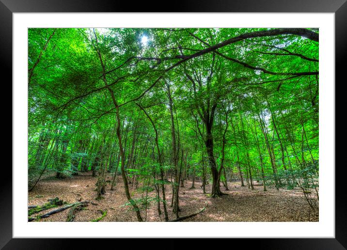 The Ancient Forest Framed Mounted Print by David Pyatt