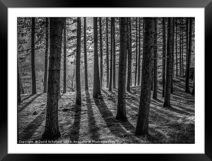 Through the Trees Framed Mounted Print by David Schofield