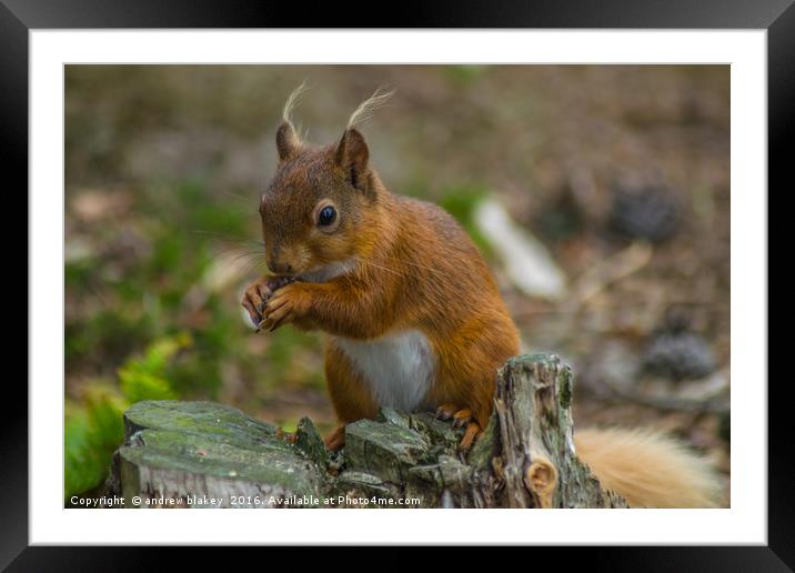 Red Squirrel Framed Mounted Print by andrew blakey