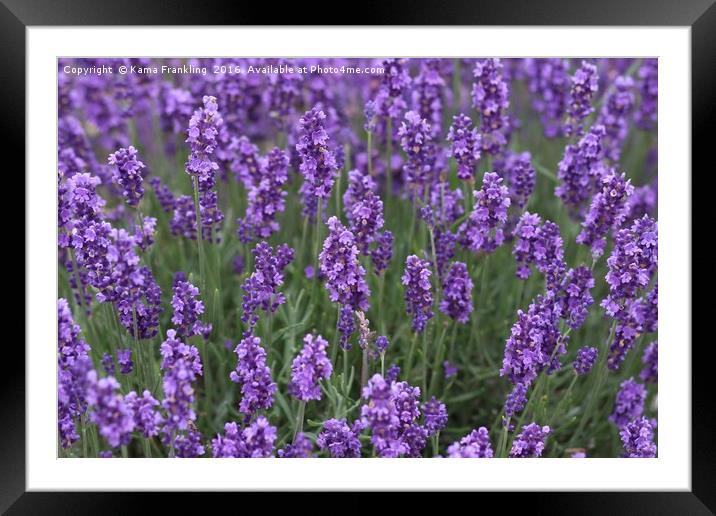 Lavender in The Wind Framed Mounted Print by Kama Frankling