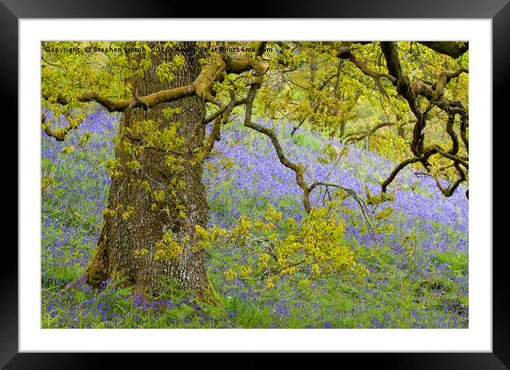 Bluebell Meadow, The Trossachs, Scotland Framed Mounted Print by Stephen Lipton