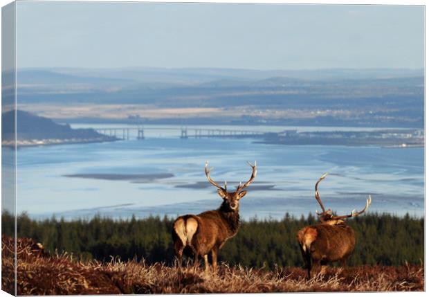 Stags Above the Beauly Firth and Inverness Canvas Print by Macrae Images