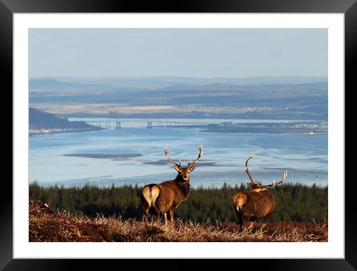 Stags Above the Beauly Firth and Inverness Framed Mounted Print by Macrae Images