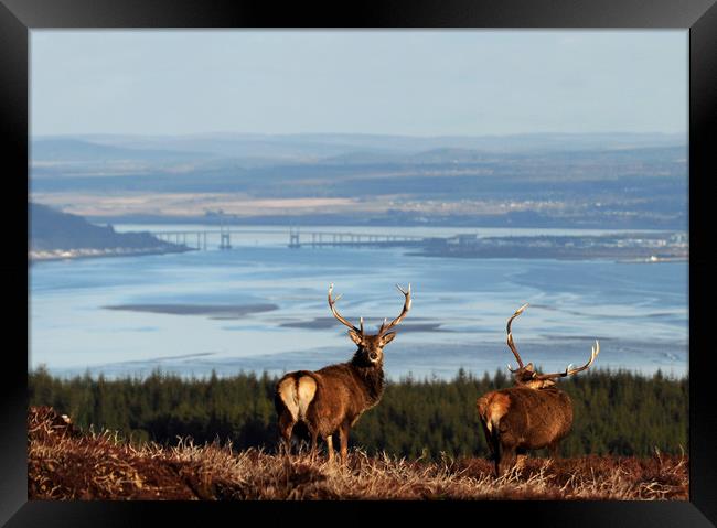 Stags Above the Beauly Firth and Inverness Framed Print by Macrae Images