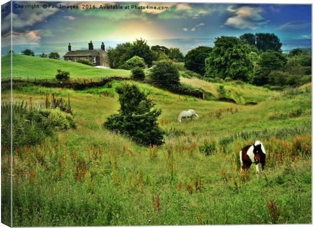 Horses in the meadow Canvas Print by Derrick Fox Lomax