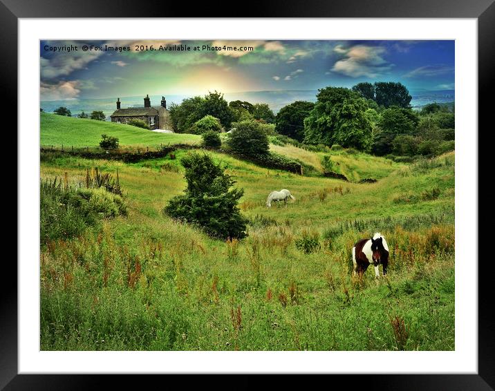 Horses in the meadow Framed Mounted Print by Derrick Fox Lomax