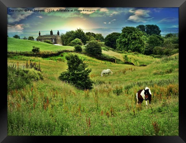 Horses in the meadow Framed Print by Derrick Fox Lomax