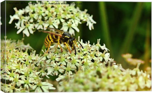 Wasp on the flower Canvas Print by Derrick Fox Lomax