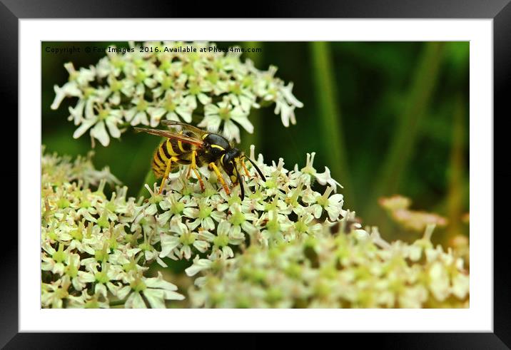 Wasp on the flower Framed Mounted Print by Derrick Fox Lomax