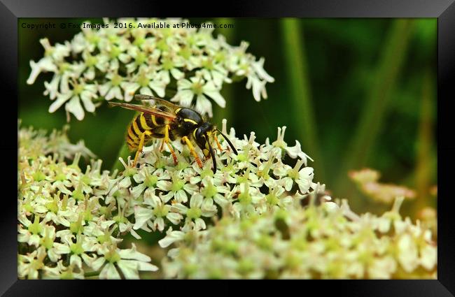 Wasp on the flower Framed Print by Derrick Fox Lomax