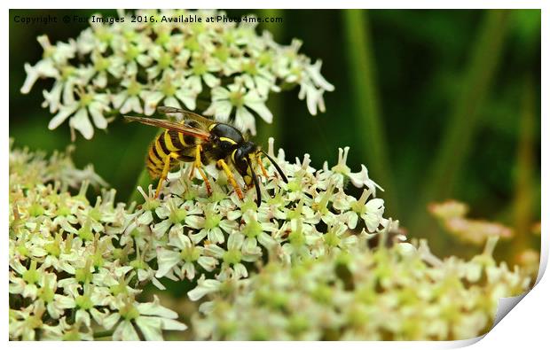 Wasp on the flower Print by Derrick Fox Lomax