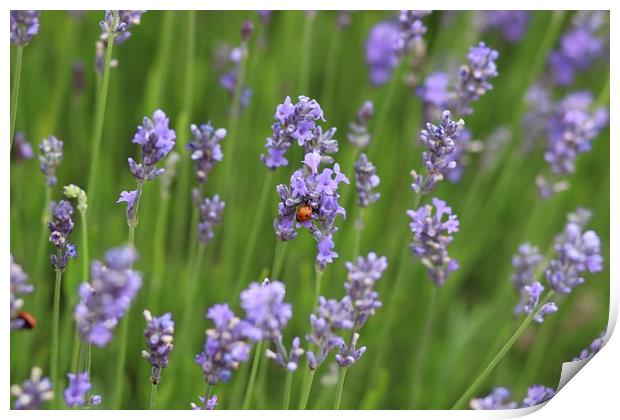 Ladybird Lavender Print by Kama Frankling