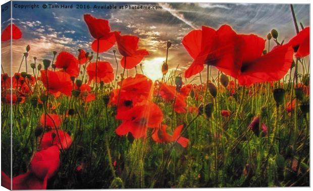 Poppies at Dusk Canvas Print by Tom Hard