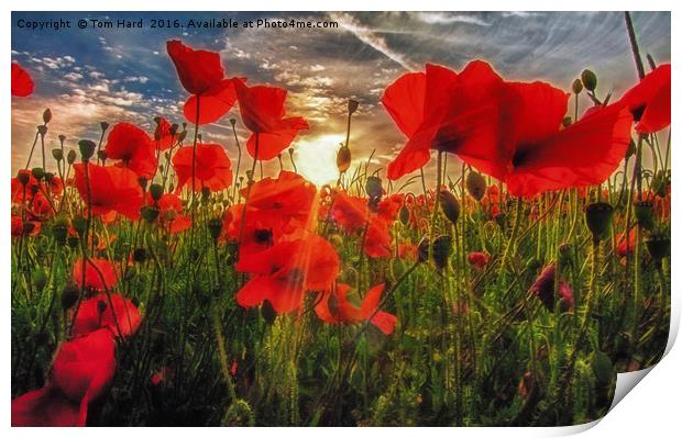 Poppies at Dusk Print by Tom Hard