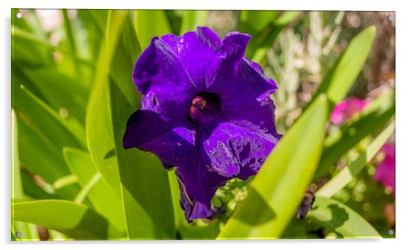 Pretty Purple Petunia............ Acrylic by Naylor's Photography