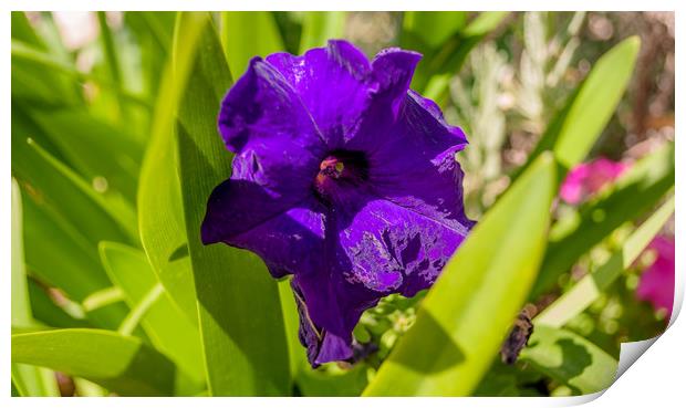 Pretty Purple Petunia............ Print by Naylor's Photography