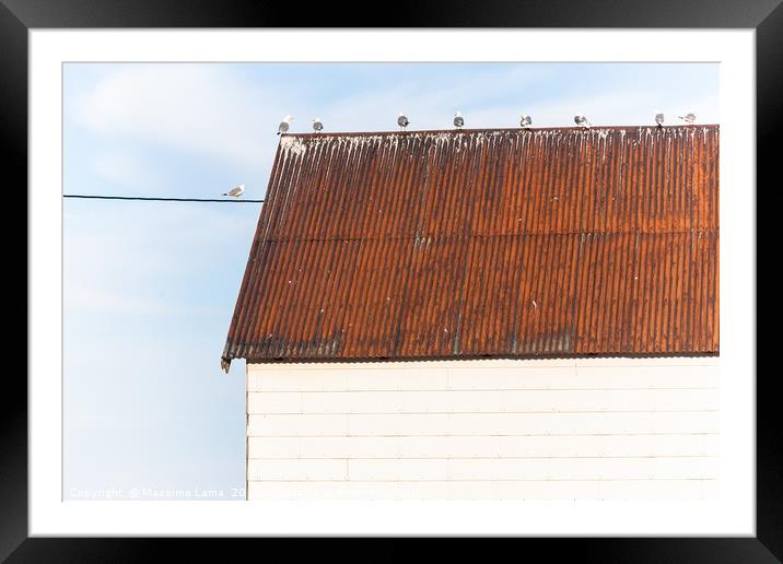 Seagulls on a roof Framed Mounted Print by Massimo Lama