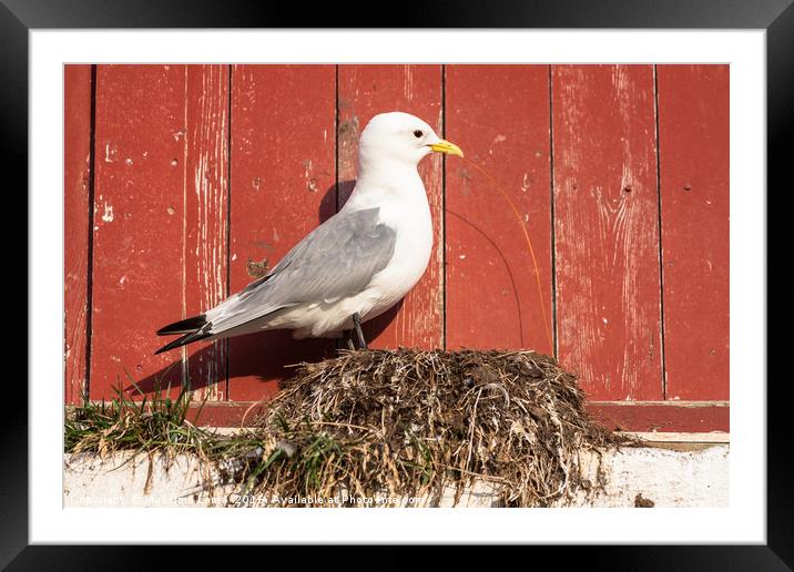 Gull's nest in Norway Framed Mounted Print by Massimo Lama