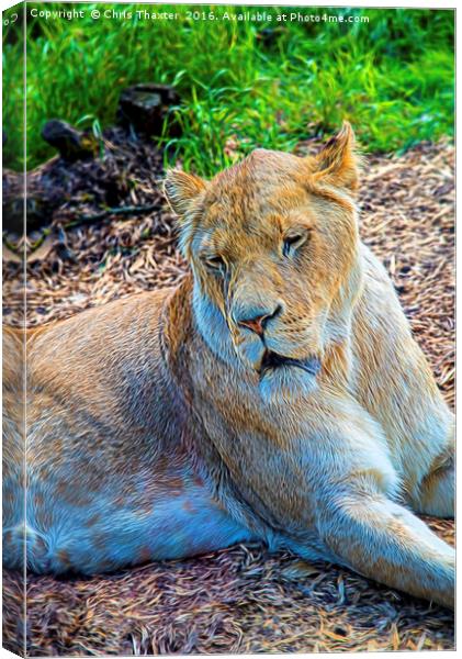 Lion Panthera leo Canvas Print by Chris Thaxter