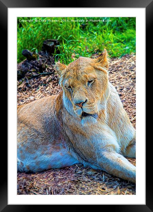 Lion Panthera leo Framed Mounted Print by Chris Thaxter