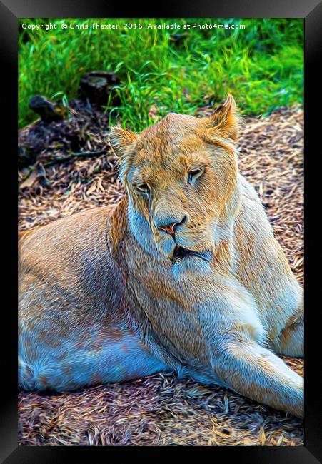 Lion Panthera leo Framed Print by Chris Thaxter