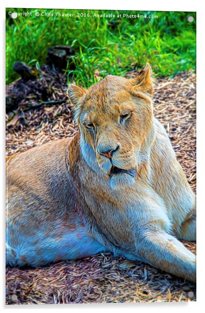 Lion Panthera leo Acrylic by Chris Thaxter
