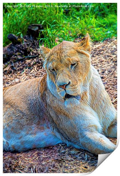 Lion Panthera leo Print by Chris Thaxter