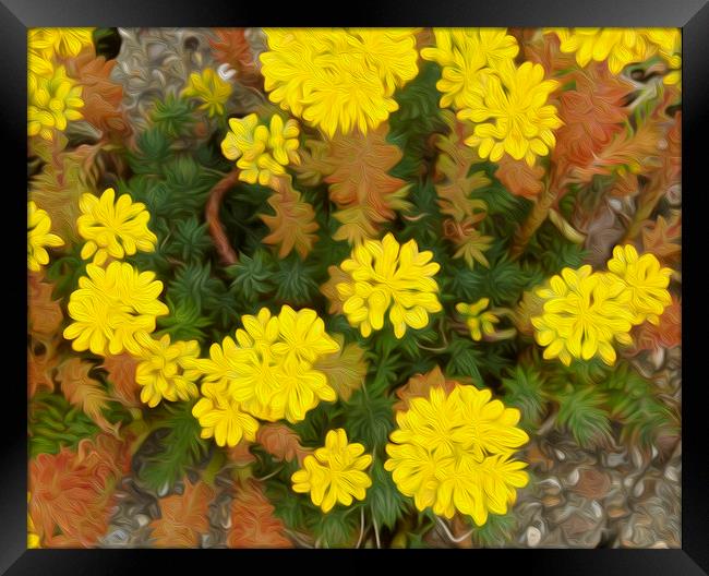 Little Gem Flowers Framed Print by Clive Eariss