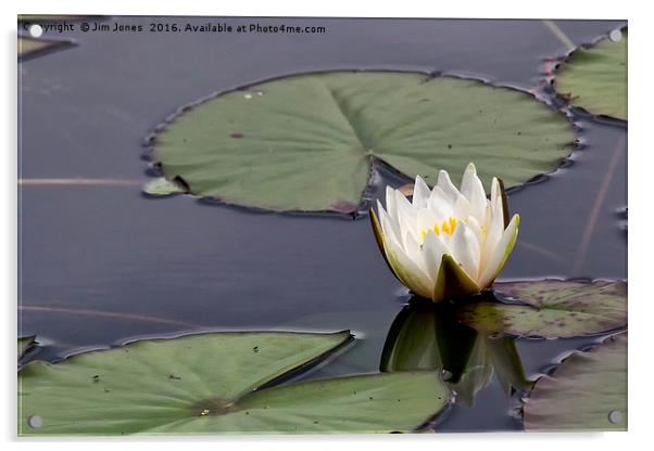 Water Lily Acrylic by Jim Jones