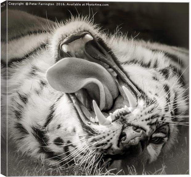 Tiger Roar Canvas Print by Peter Farrington