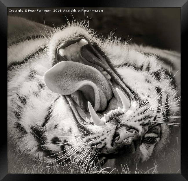 Tiger Roar Framed Print by Peter Farrington