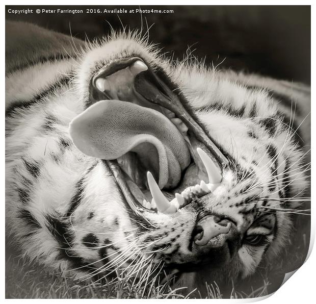 Tiger Roar Print by Peter Farrington