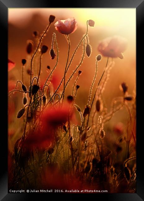 Poppies Framed Print by Julian Mitchell