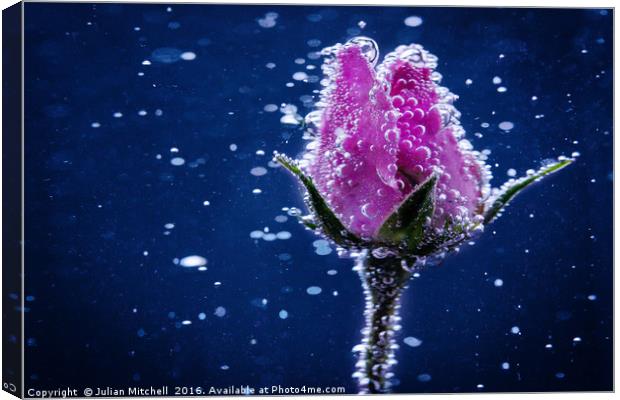 Rose bud Canvas Print by Julian Mitchell