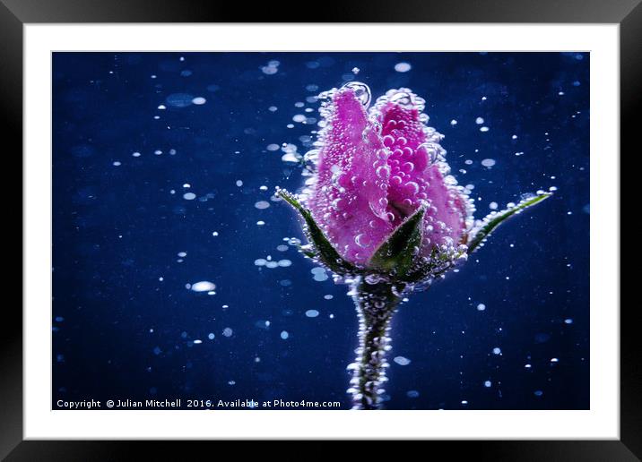 Rose bud Framed Mounted Print by Julian Mitchell