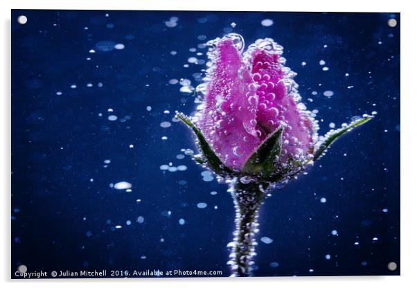 Rose bud Acrylic by Julian Mitchell