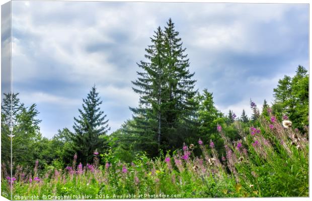 Landscape with spruce and glade with blooming fire Canvas Print by Dragomir Nikolov