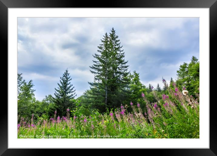 Landscape with spruce and glade with blooming fire Framed Mounted Print by Dragomir Nikolov